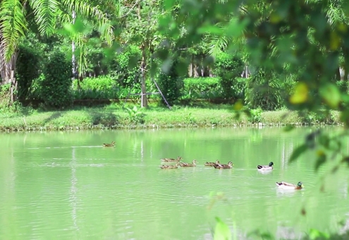 Khoảnh khắc yên bình tại Ecogarden